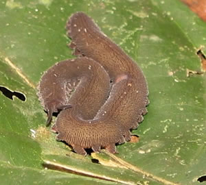 Velvet Worm